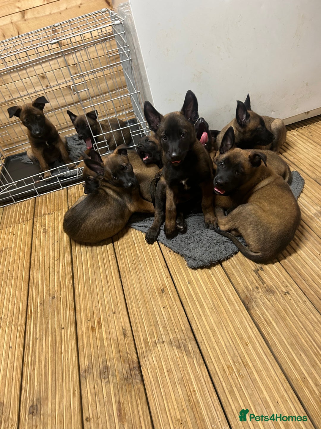 Belgian Shepherd Dog dogs for sale: 9 Belgian malinois puppies 🧬‼️ - Image 1