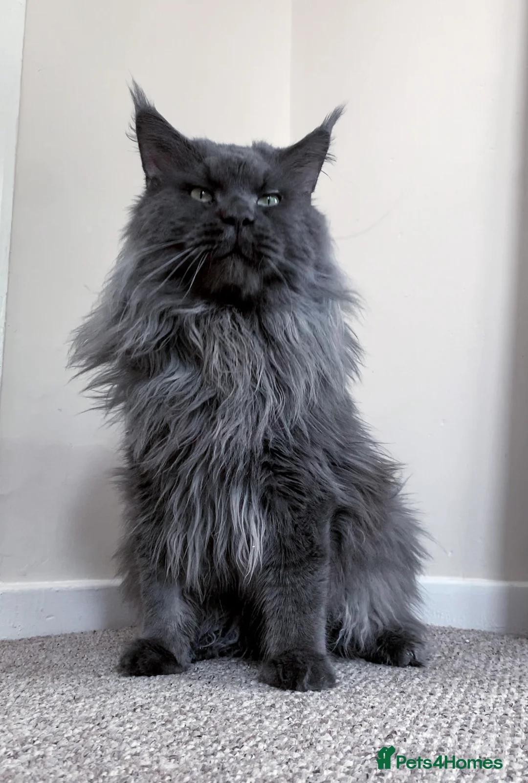 Maine Coon cats for stud: Maine Coon blue boy for stud GCCF and WCF reg in Ipswich - Advert 2