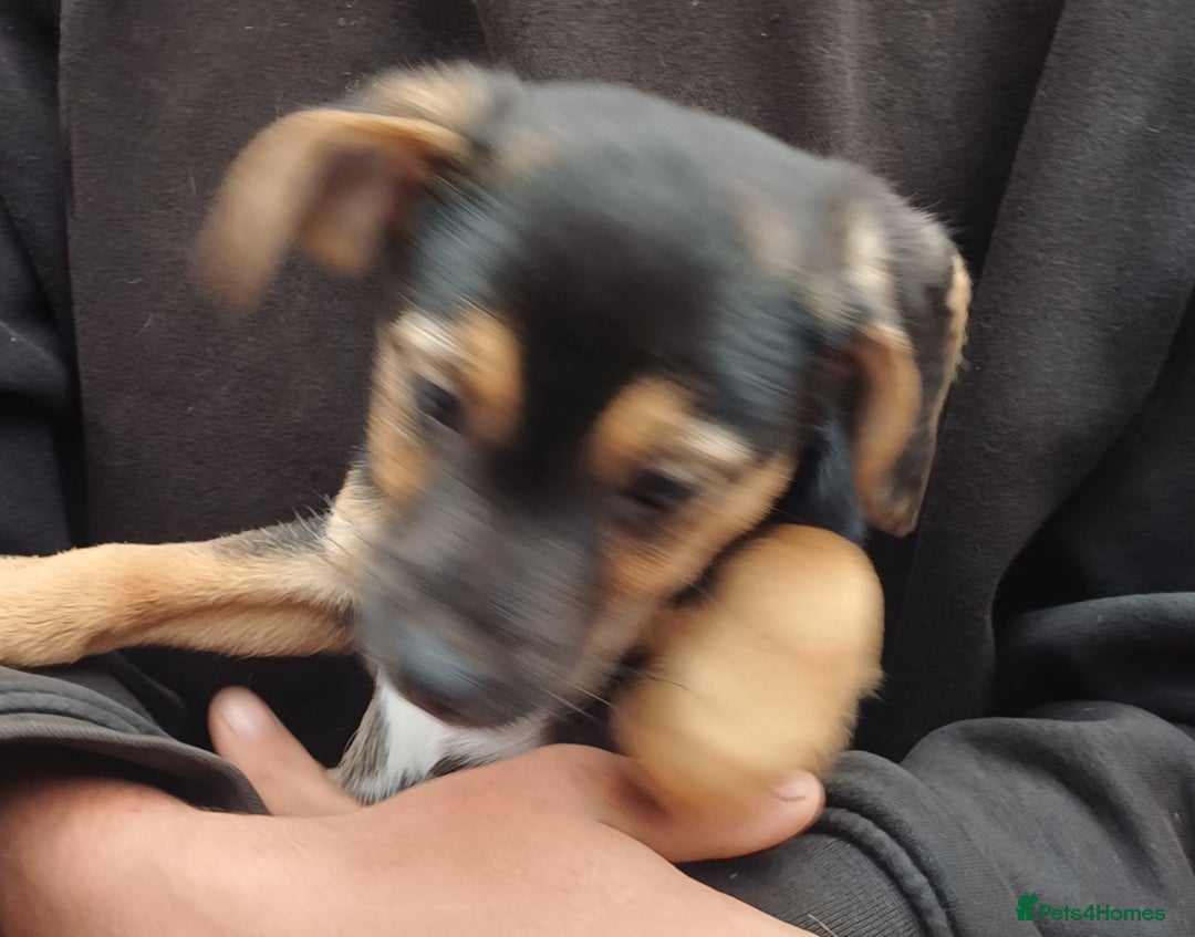 Jack Russell dogs for sale: Adorable Markiejack puppies - Image 14