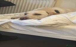 Labrador Retriever dogs for sale: Sweet Labradore retriever  - Advert 2