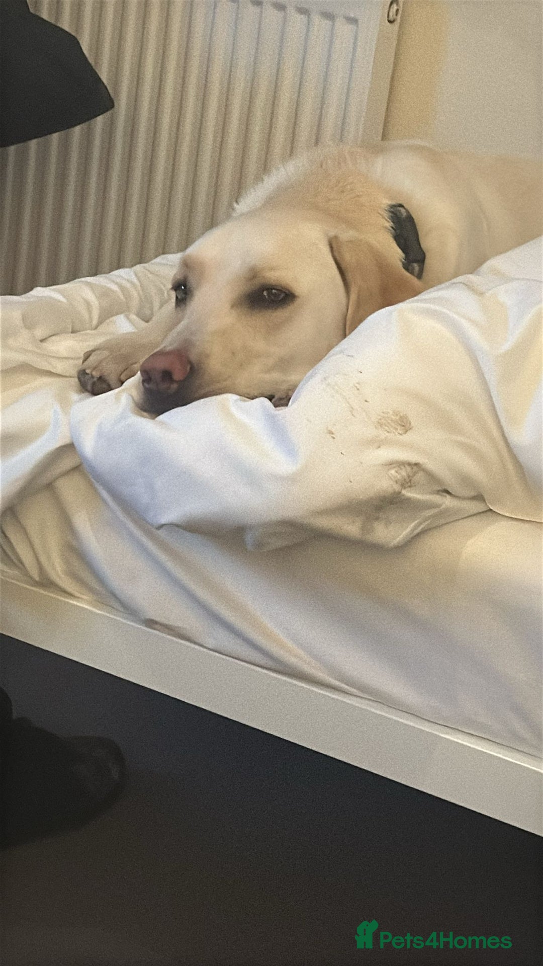 Labrador Retriever dogs for sale: Sweet Labradore retriever  - Advert 2