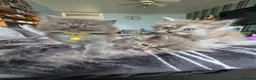 Persian cats for sale: 5 amazing persian kittens ready soon - Advert 11