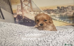 Cockapoo dogs for sale: 4 outstanding cockerpoos  - Image 26