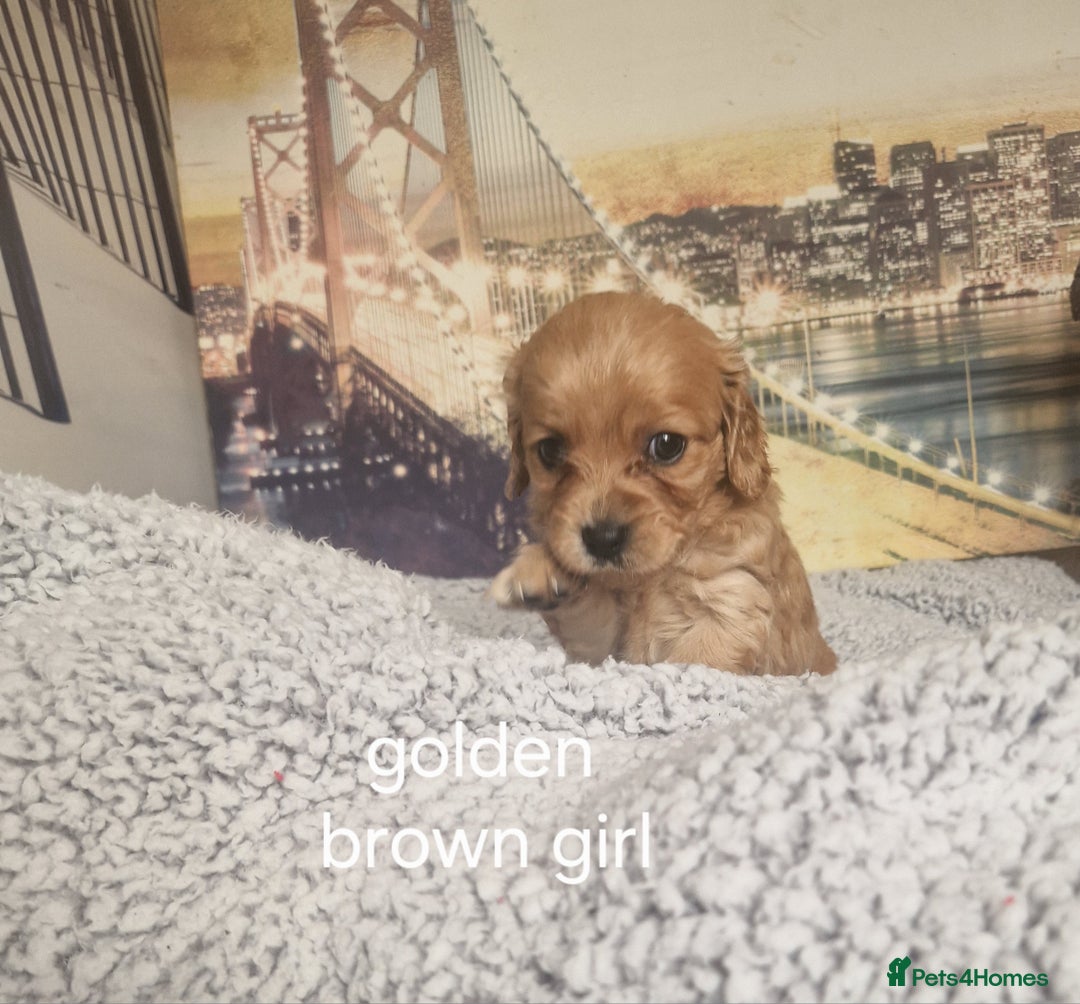Cockapoo dogs for sale: 4 outstanding cockerpoos  - Image 26