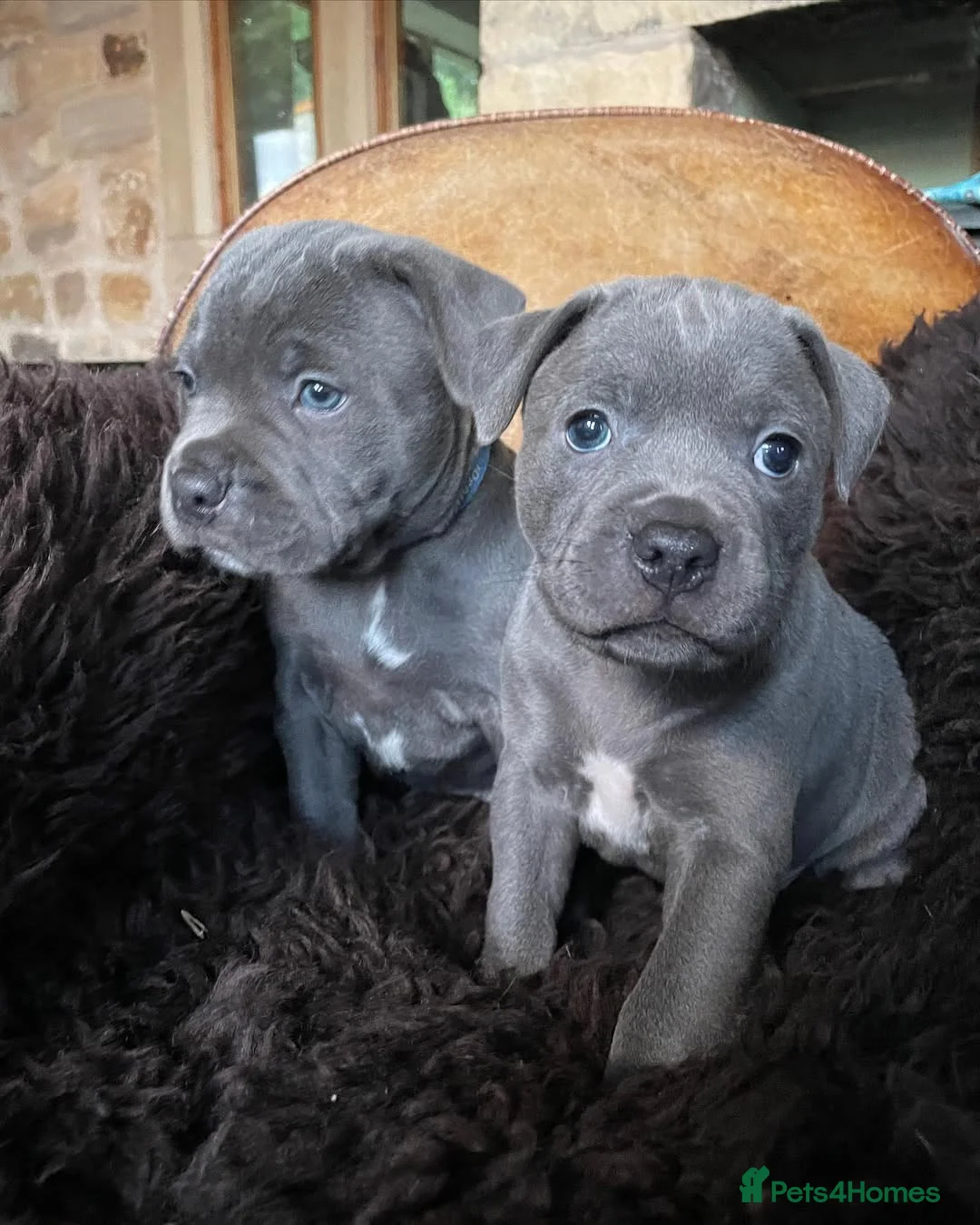 Staffordshire Bull Terrier dogs for sale: Outstanding Staffordshire Bull Terrier Puppies in Sheffield - Advert 2