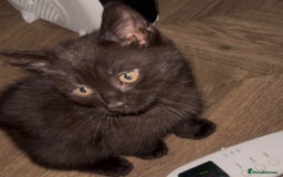 British Shorthair cats for sale: British Shorthair mix kitten needs a loving Rehome - Image 1