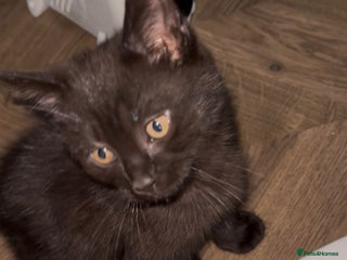 British Shorthair cats - Advert 6