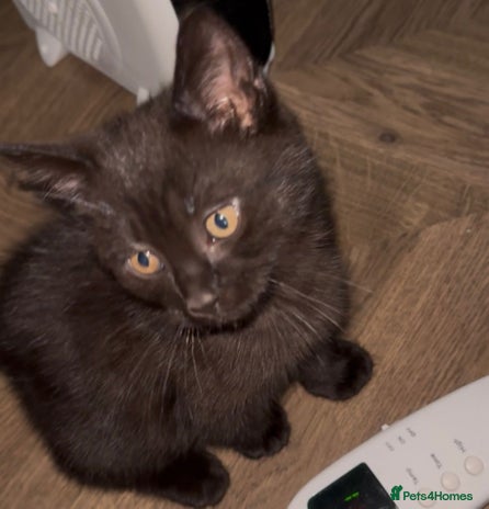 British Shorthair cats - Advert 2