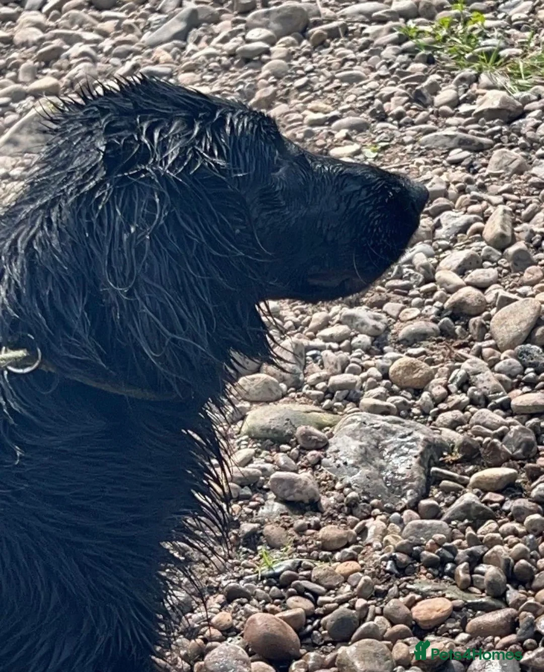 Flat coated Retriever dogs for stud: PROVEN Flatcoated Retriever for Stud 0/0 Hips in Bishop Auckland - Advert 4
