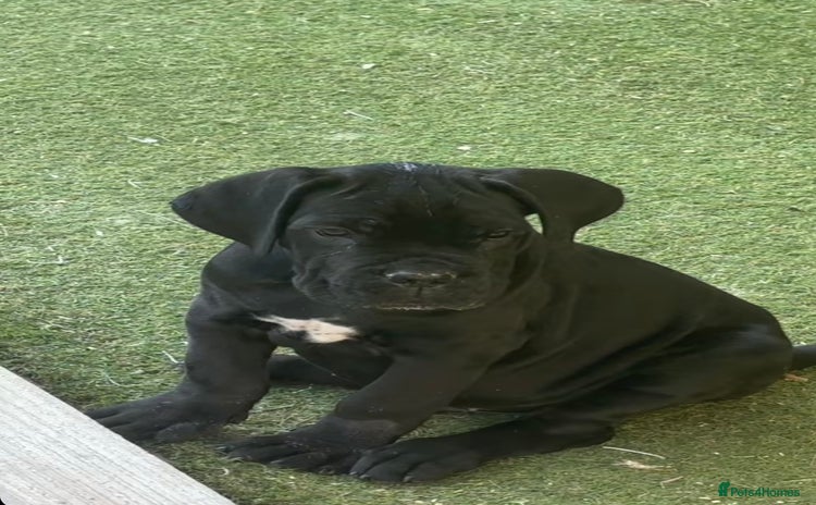 Cane Corso dogs - Advert 1