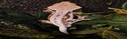 Gecko reptiles for sale: lily white crested geckos for sale - Advert 1