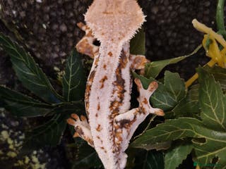 Gecko reptiles lily white crested geckos for sale - Advert 1