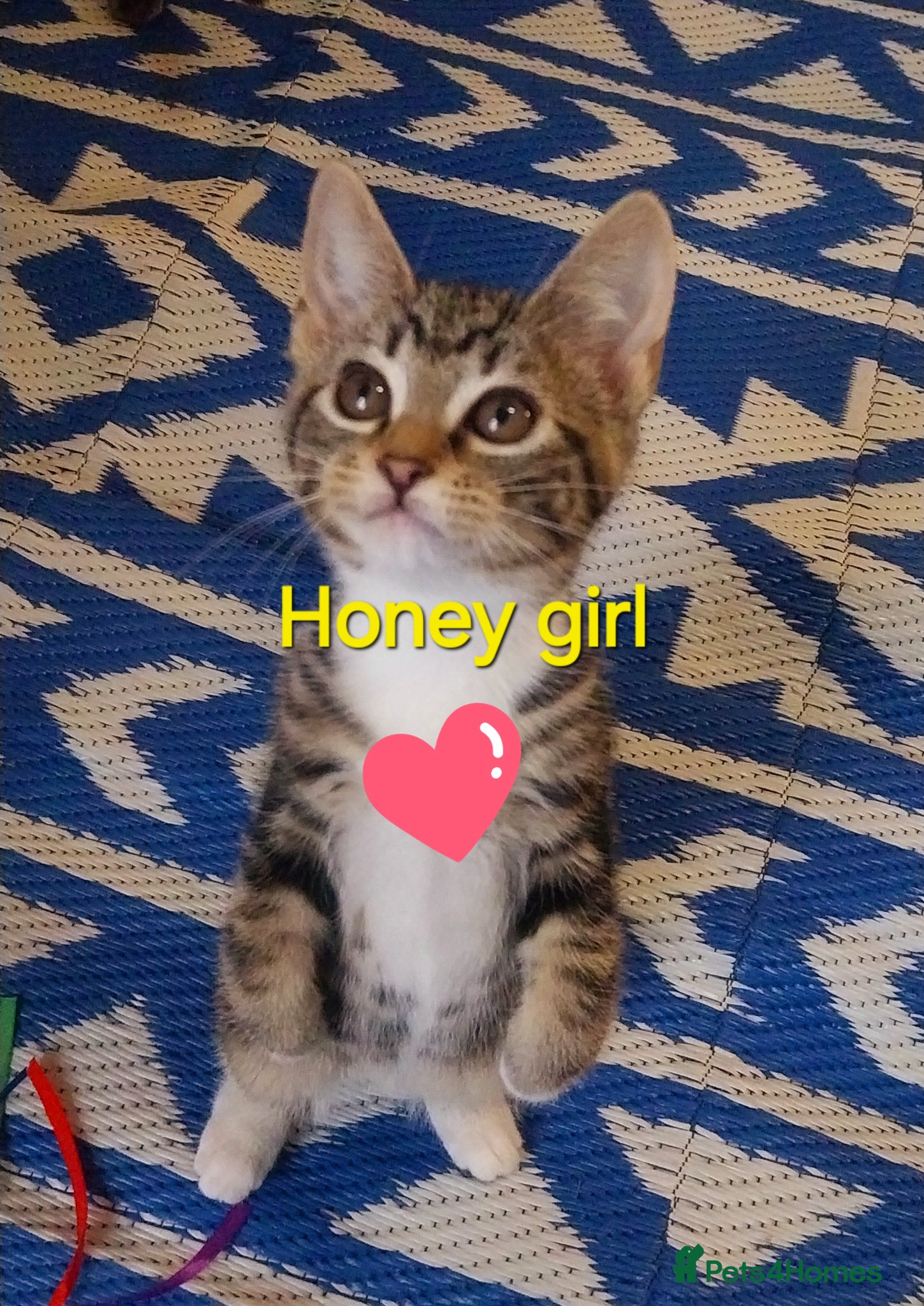 Mixed Breed cats  Sweet girl kitten is looking for loving home  - Advert 2