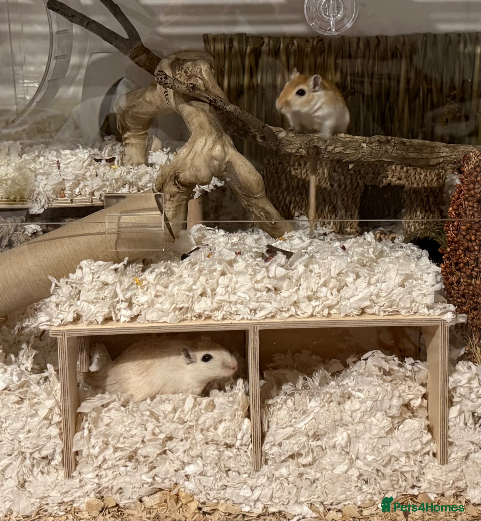 Gerbil rodents 2 Female Gerbils + BUCATSTATE setup - Advert 1