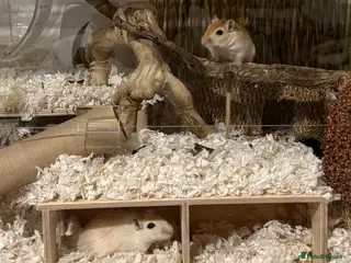 Gerbil rodents 2 Female Gerbils + BUCATSTATE setup - Advert 1