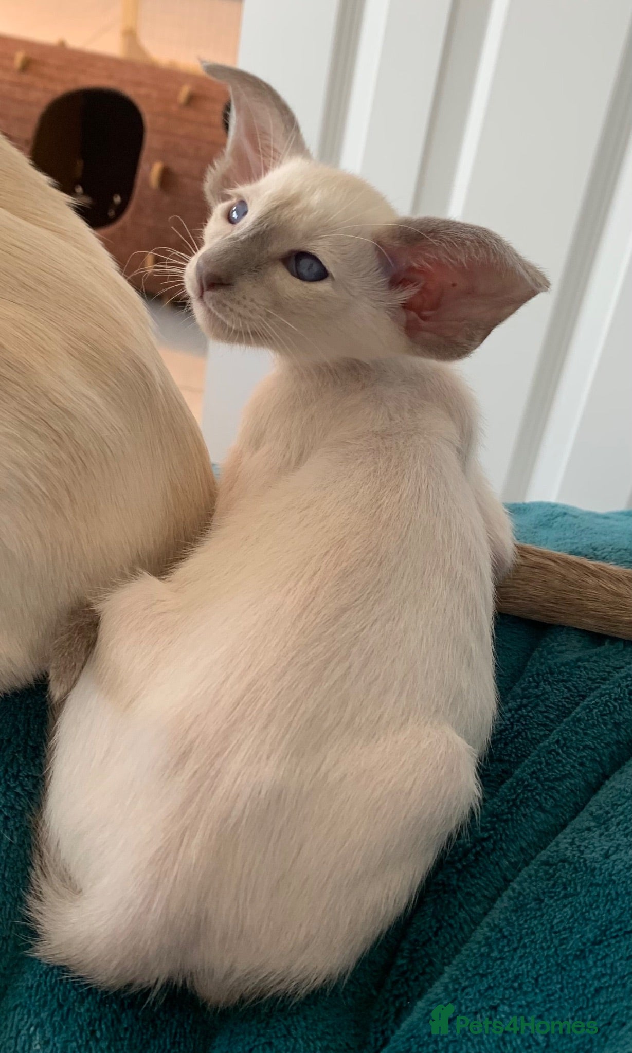 Oriental cats Stunning GCCF Reg. Lilac Point Siamese Boys - Advert 5