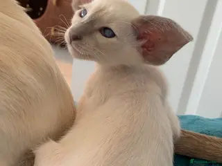 Oriental cats Stunning GCCF Reg. Lilac Point Siamese Boys - Advert 6