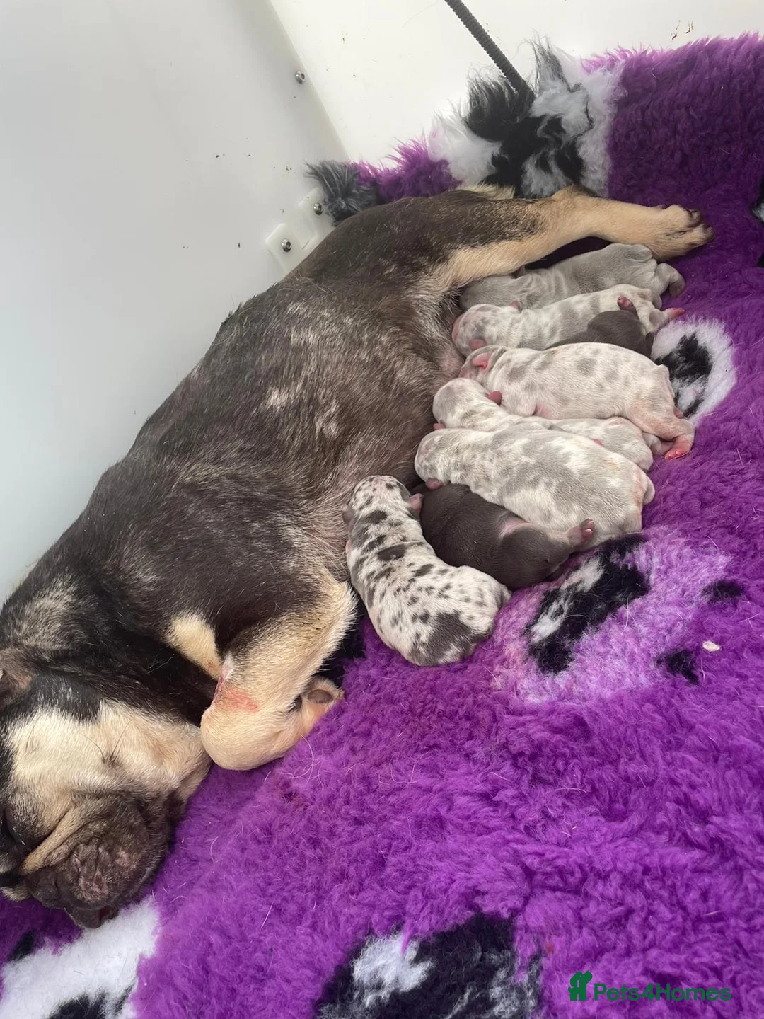 French Bulldog dogs for stud: LILAC MERLE STUD in Wednesbury - Advert 12