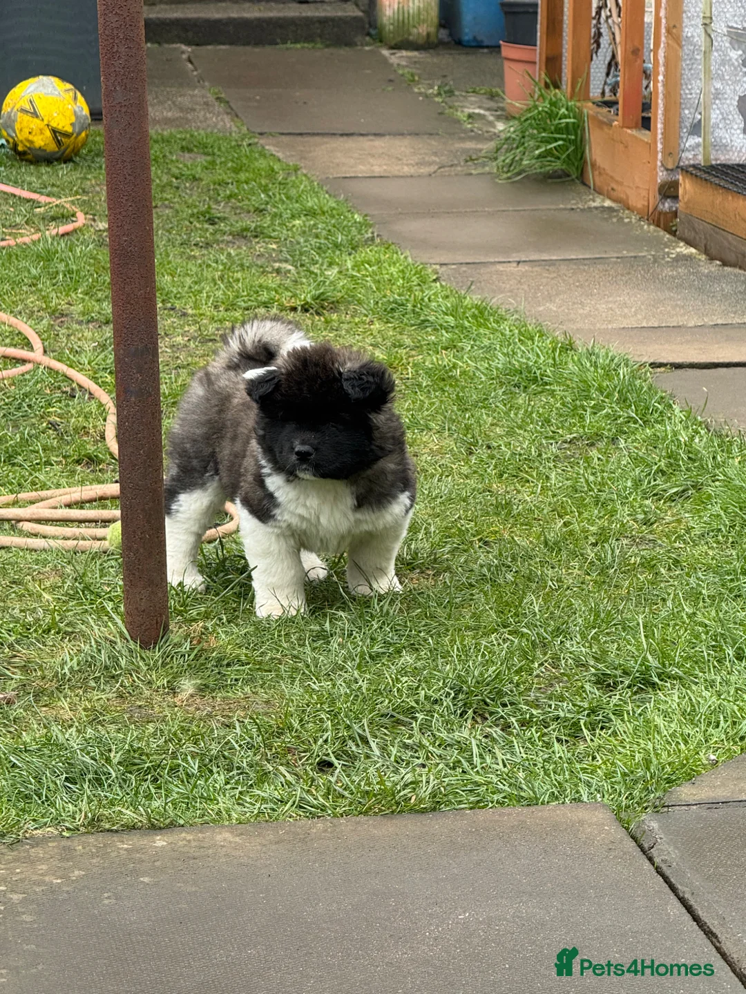 Akita dogs for sale: Female Long Coat Akita - Advert 1