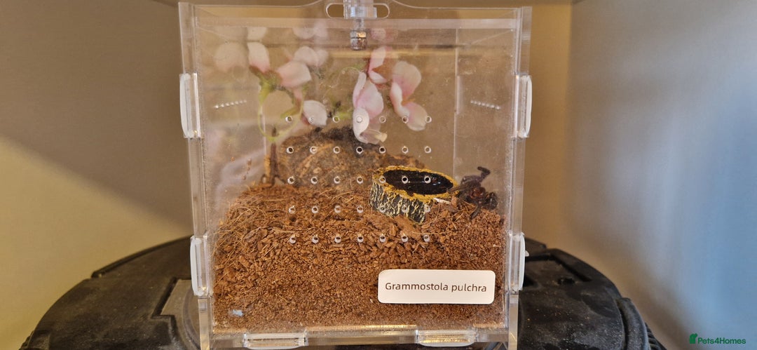 Tarantulas invertebrates for sale: Tarantulas for sale - Advert 6