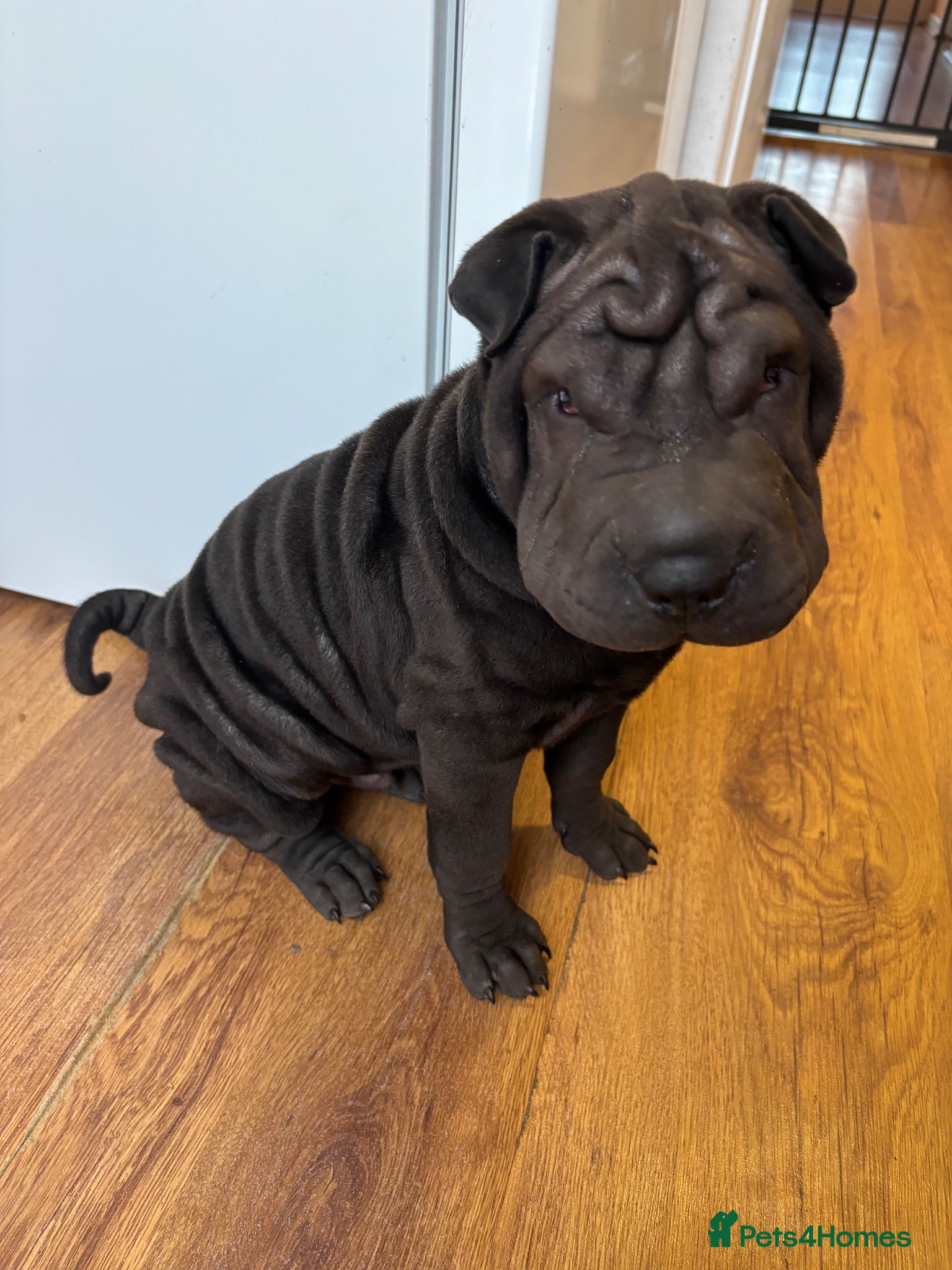 Shar Pei dogs Sharpei Pups - open to offers - Advert 2