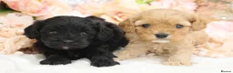 Cavapoo dogs for sale: Health Tested Cavapoos by Licensed Breeder - Advert 11