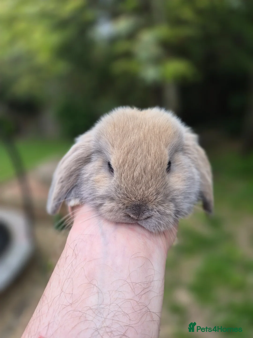 Mini Lop rabbits for sale: Mini lop babies - Advert 8