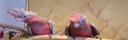 Cockatoo birds for sale: Hand-Raised cockatoo Galah Baby Parrot - Advert 13