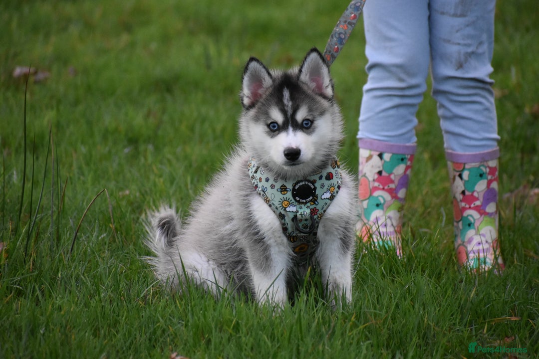 Pomsky dogs for sale: Perfect blue eyed F3 male Pomsky puppy - Advert 1