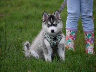 Pomsky dogs Perfect blue eyed F3 male Pomsky puppy - Advert 3