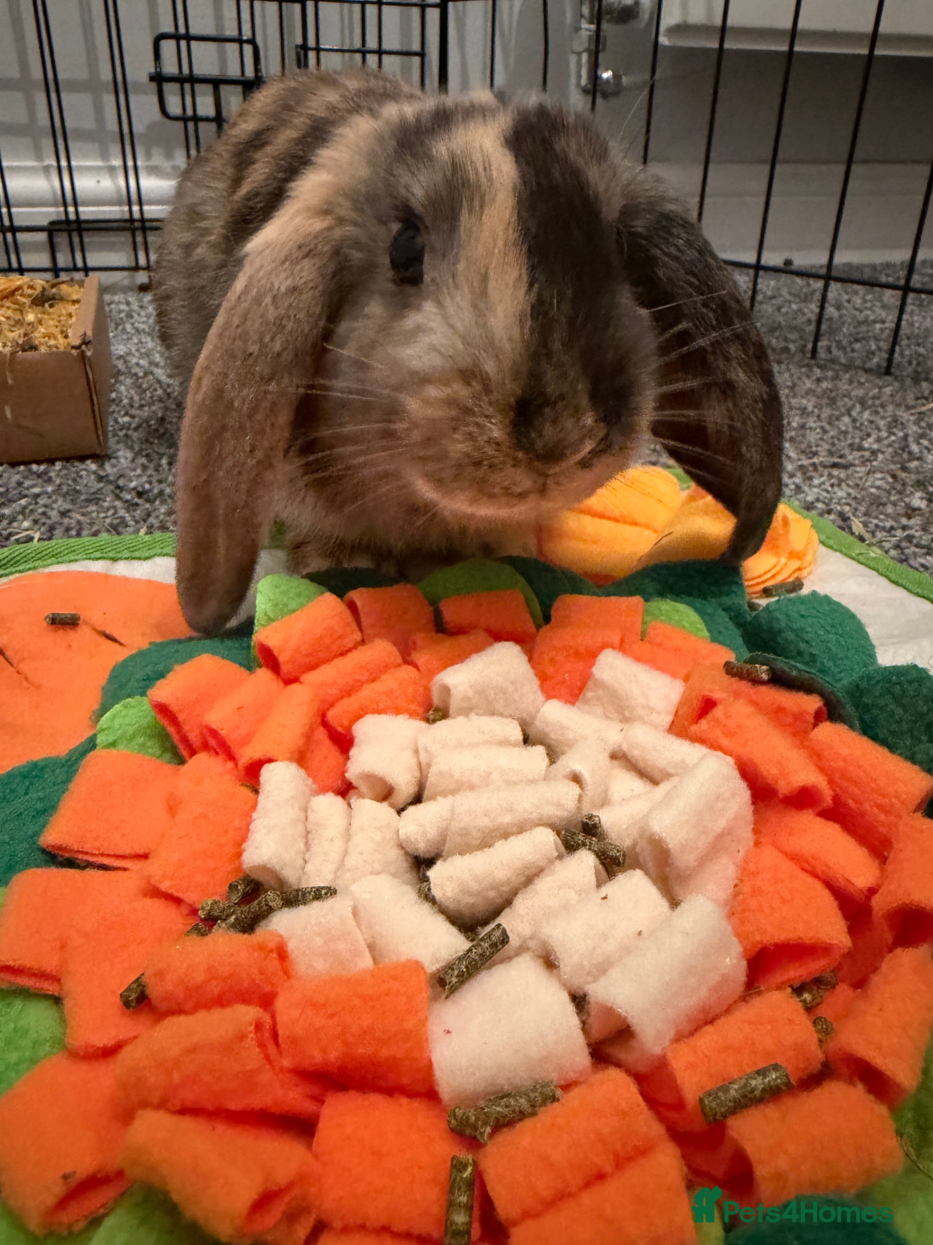 Mixed Breed rabbits Female Rabbit for Rehome - Fern - Advert 1