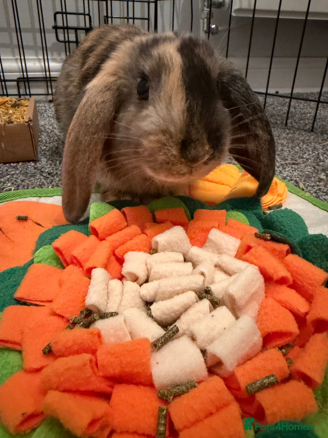 Mixed Breed rabbits for sale: Female Rabbit for Rehome - Fern - Advert 1