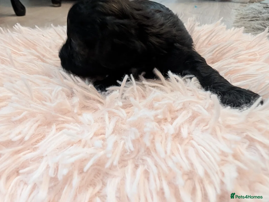 Maltipoo dogs for sale: Maltipoo puppies  - Advert 15