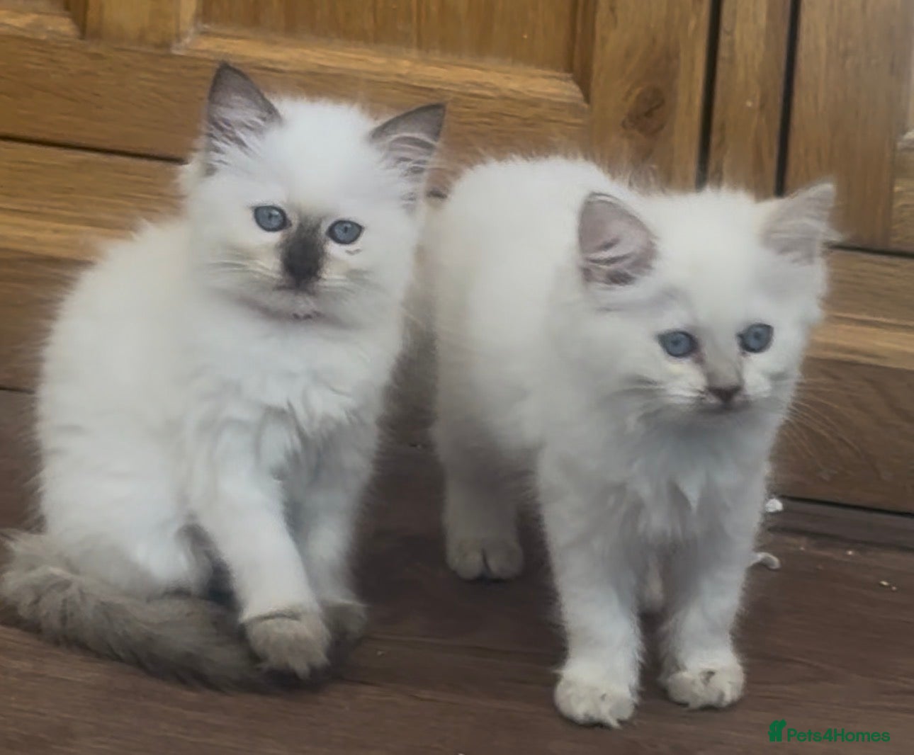 Ragdoll cats Ragdoll kittens GCCF champion breed show quality  - Advert 2