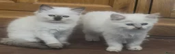 Ragdoll cats for sale: Ragdoll kittens GCCF champion breed show quality  - Advert 3
