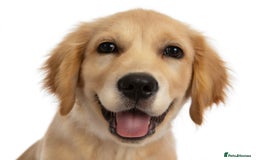 Golden Retriever dogs for sale: 6 month old golden retriever  - Image 3