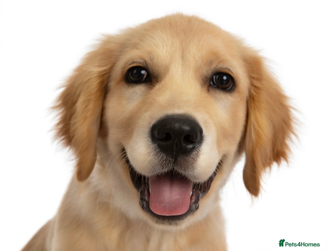 Golden Retriever dogs for sale: 6 month old golden retriever  - Image 3