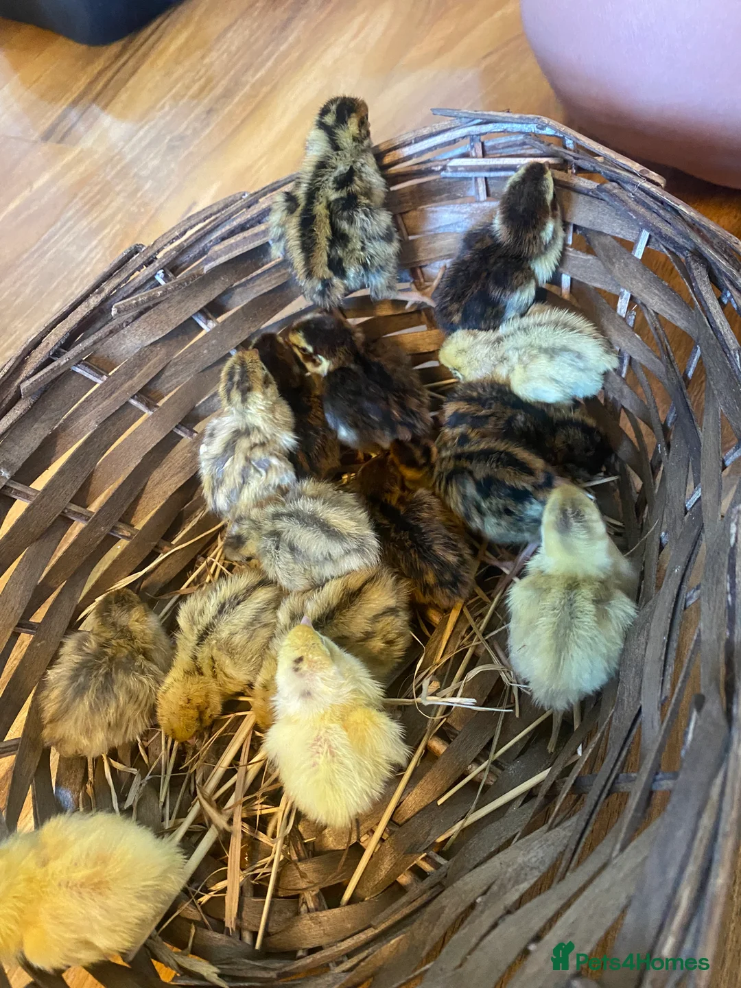 Quail poultry for sale: Coturnix quail see description for prices  - Advert 2