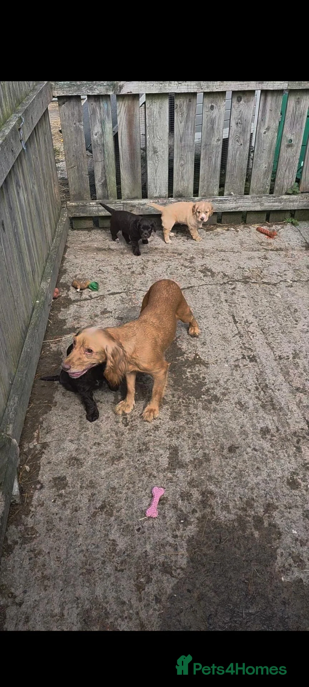 Cocker Spaniel dogs for sale: 9 week old cocker spaniel in Hartlepool - Advert 2