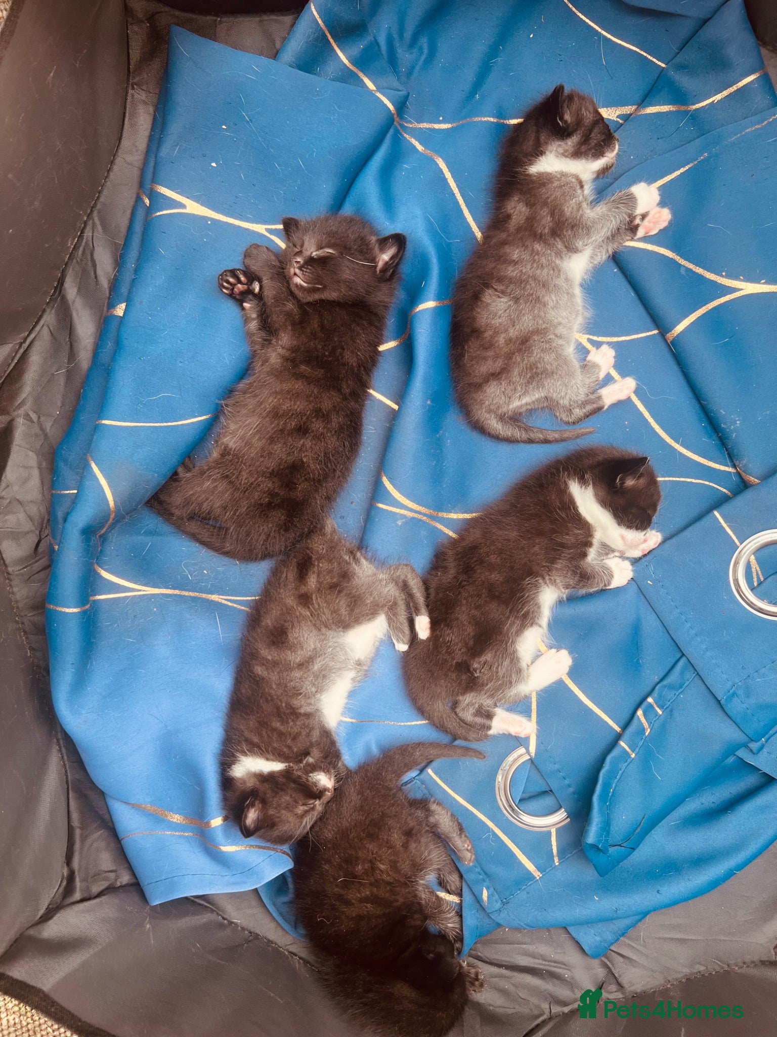 Mixed Breed cats Black and white kittens for sale  - Advert 3