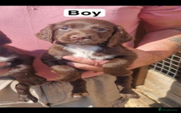 Cocker Spaniel dogs for sale: 7 week old Chocolate Cocker Spaniel pups - Image 3