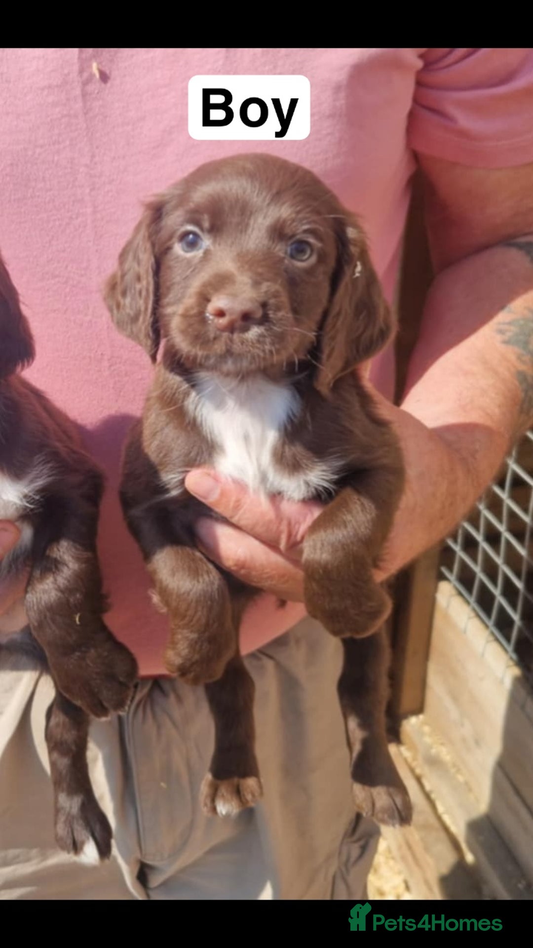 Cocker Spaniel dogs for sale: 7 week old Chocolate Cocker Spaniel pups - Image 3