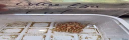 Turtle reptiles for sale: 2 common Snapping only 2 pac man frogs left - Advert 8