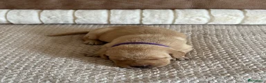 Labrador Retriever 8