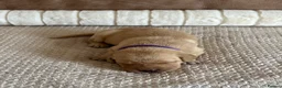 Labrador Retriever dogs for sale: * KC Reg Health Tested Puppies *  - Advert 20