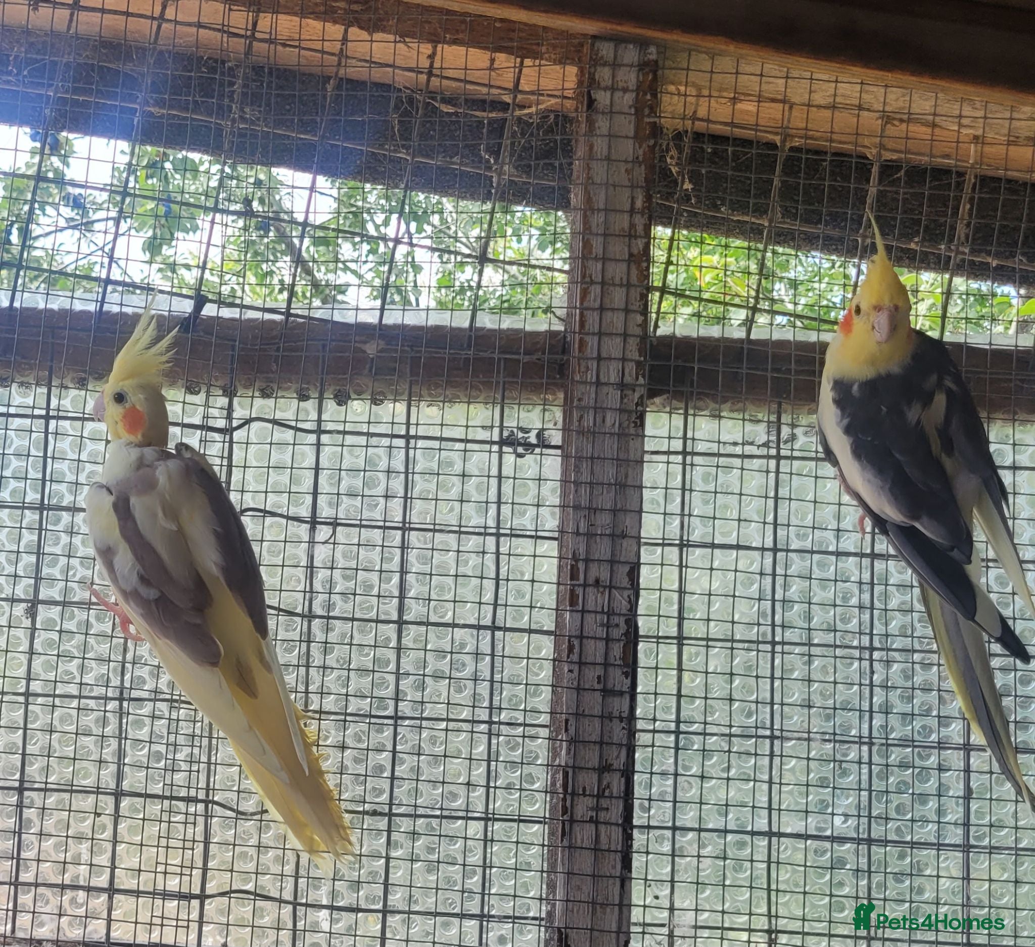 Cockatiels birds A pair of cockatiels for sale - Advert 1