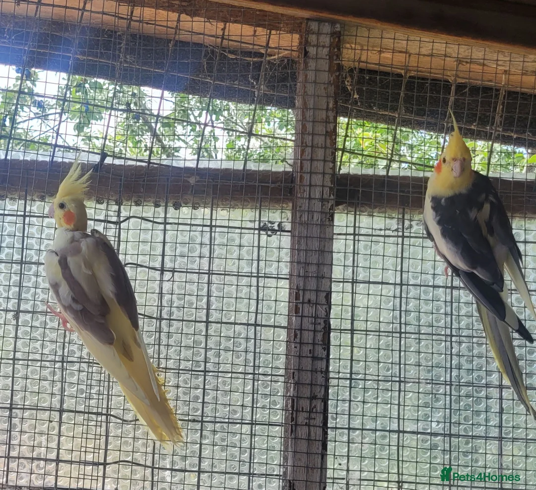 Cockatiels birds for sale: A pair of cockatiels for sale - Advert 1