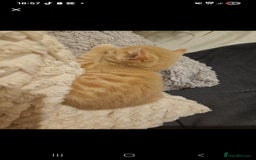 Mixed Breed cats for sale: 5 Bengal x Kittens–Glitter Coats,Beautiful Colours - Advert 23