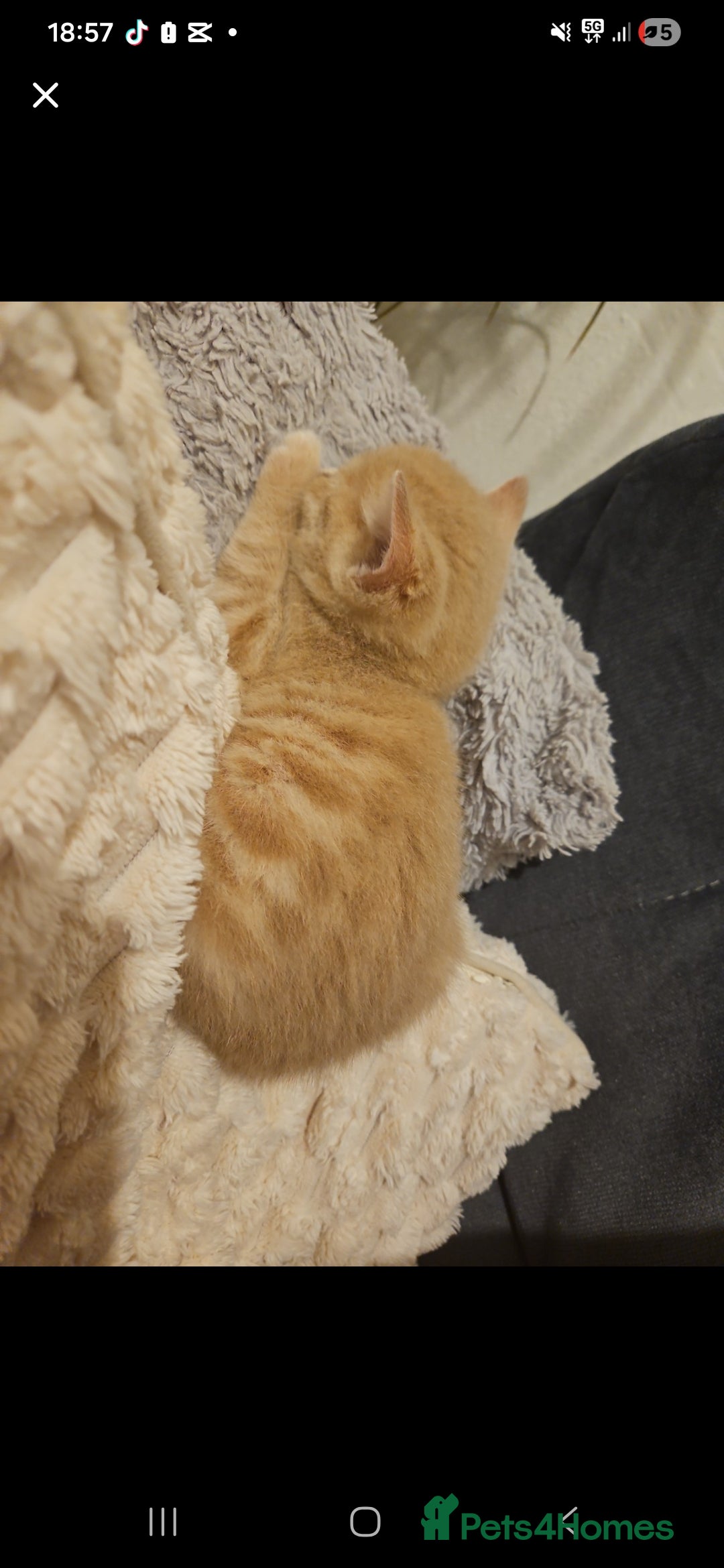 Mixed Breed cats for sale: 5 Bengal x Kittens–Glitter Coats,Beautiful Colours - Advert 23