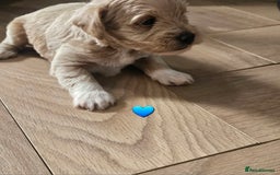 Schnoodle dogs for sale: 5 Adorable Schnoodle Puppies ❤️🩷💚💙🧡 - Image 27